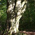 baum